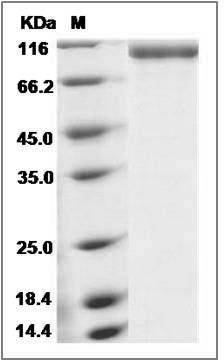 Mouse E-Selectin / CD62e / SELE Protein (Fc Tag) SDS-PAGE