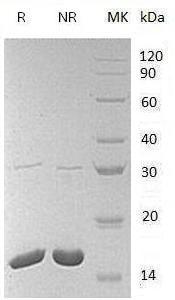 Mouse Il36b/Fil1e/Il1f8 recombinant protein