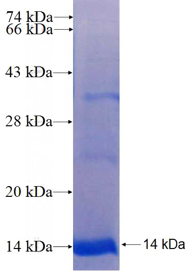 Recombinant Human TM4SF4 SDS-PAGE