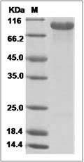 Rhesus HER3 / ErbB3 Protein SDS-PAGE