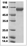 H4N2 HA Protein 15088