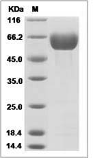 Rat Angiotensinogen / SerpinA8 / AGT Protein (His Tag)
