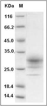 Human CD32b / FCGR2B Protein (His Tag) SDS-PAGE