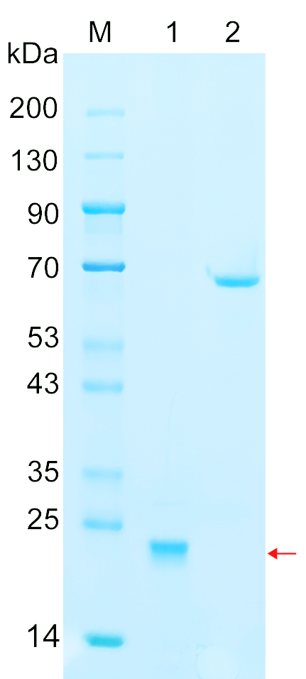 Recombinant Human KRAS (C118S) Protein SDS-PAGE