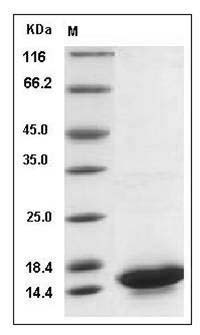 Mouse IL21 / Interleukin 21 Protein SDS-PAGE