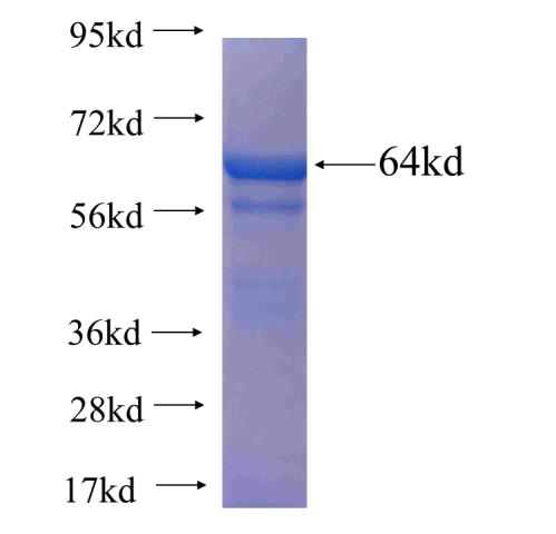 Recombinant human PDE10A SDS-PAGE
