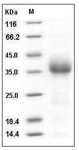 Mouse CD27 / TNFRSF7 Protein (His Tag) SDS-PAGE