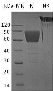 Human CD99L2/MIC2L1/UNQ1964/PRO4486 (Fc tag) recombinant protein