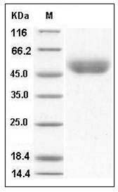 Mouse CD14 Protein (His Tag) SDS-PAGE