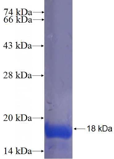 Recombinant Human C2orf60 SDS-PAGE