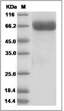 Influenza A H9N2 (A/Hong Kong/1073/99) Neuraminidase / NA (His Tag) SDS-PAGE