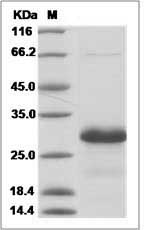 Hn1 protein SDS-PAGE