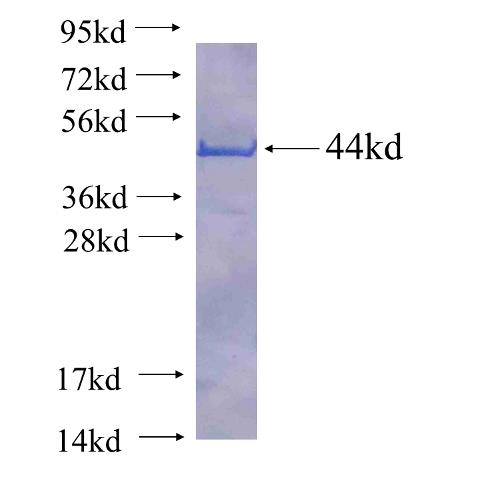 Recombinant human C14orf169 SDS-PAGE