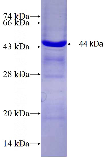 Recombinant Human TBX19 SDS-PAGE