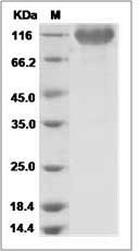 CD276 protein SDS-PAGE