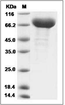 Cynomolgus Transferrin Receptor / TFRC / CD71 Protein (His Tag) SDS-PAGE