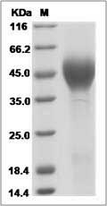 Cynomolgus IFNAR2 / IFNABR Protein (His Tag)