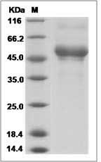 Human CD300LB / LMIR5 / CMRF35-A2 Protein (Fc Tag)