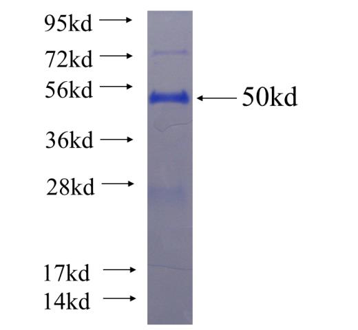 Recombinant human GRPEL1 SDS-PAGE