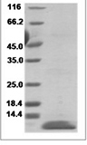 Human BCA-1 / CXCL13 Protein 15084