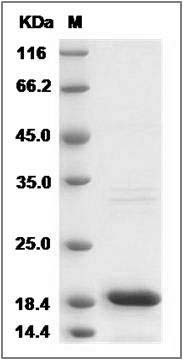 Mouse IL18 / IL-18 Protein SDS-PAGE