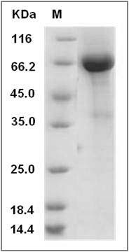 Human CANT1 Protein (Fc Tag) SDS-PAGE