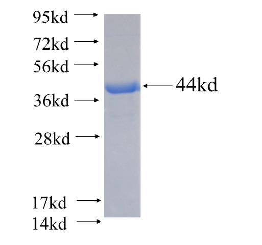 Recombinant human GSDMD SDS-PAGE