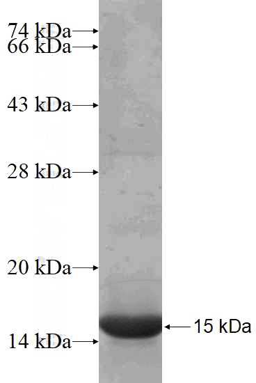 Recombinant Human BMP1 SDS-PAGE