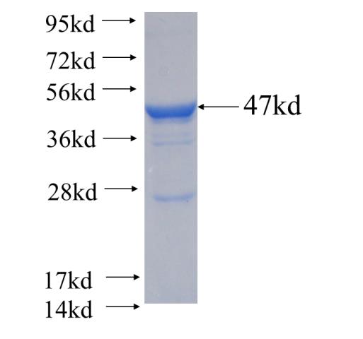 Recombinant human C3orf23 SDS-PAGE