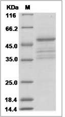 Human XG blood group Protein (Fc Tag)