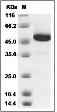 Cynomolgus IFNA4 / IFN?4 / Interferon alpha-4 Protein (Fc Tag) SDS-PAGE