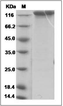 Rhesus EGFR / HER1 / ErbB1 Protein (Fc Tag)