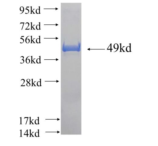 Recombinant human C10orf58 SDS-PAGE
