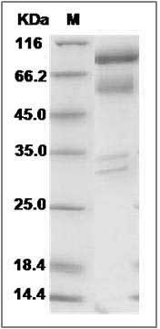 Cynomolgus HGF / Hepatocyte Growth Factor Protein SDS-PAGE