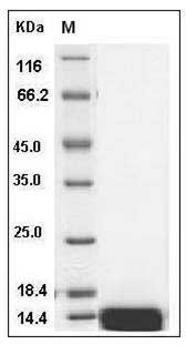 Canine EGF / Epidermal Growth Facto Protein (His Tag) SDS-PAGE