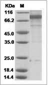 Influenza A H3N2 (A/Perth/16/2009) Hemagglutinin / HA0 Protein