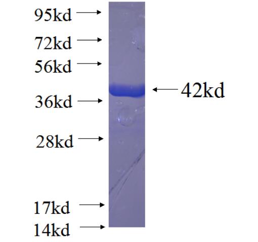 Recombinant human C14orf129 SDS-PAGE