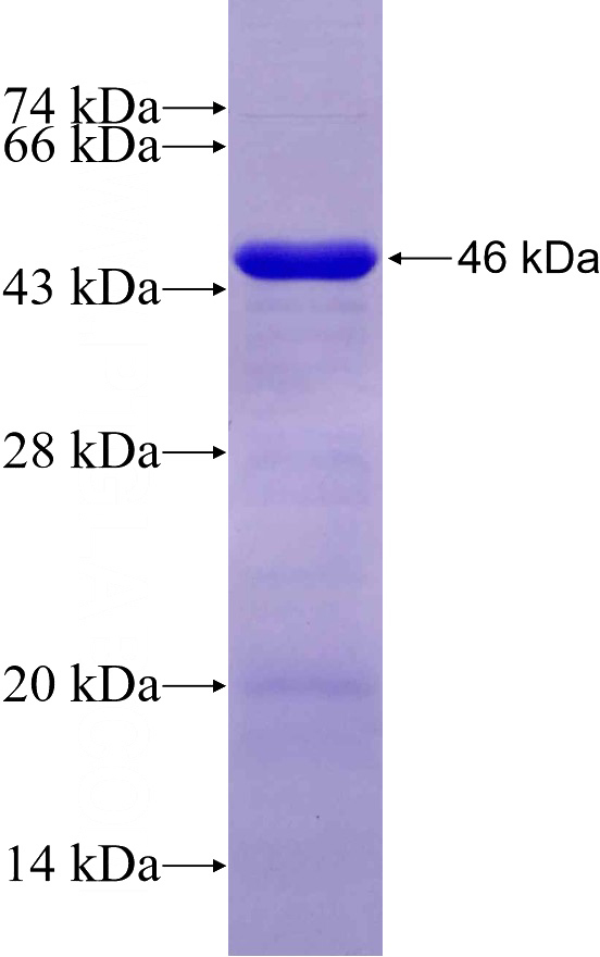 Recombinant Human DNAJC21 SDS-PAGE