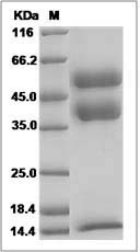Canine TGF-beta 1 / TGFB1 Protein (His Tag) SDS-PAGE