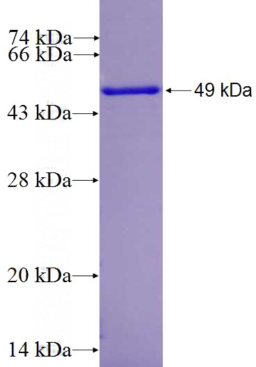 Recombinant Human MOV10L1 SDS-PAGE