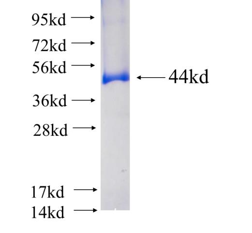 Recombinant human PTPN14 SDS-PAGE