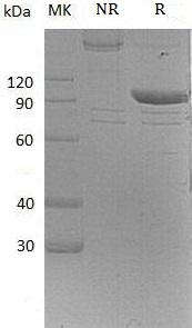 Mouse Selplg/Selp1/Selpl (Fc tag) recombinant protein