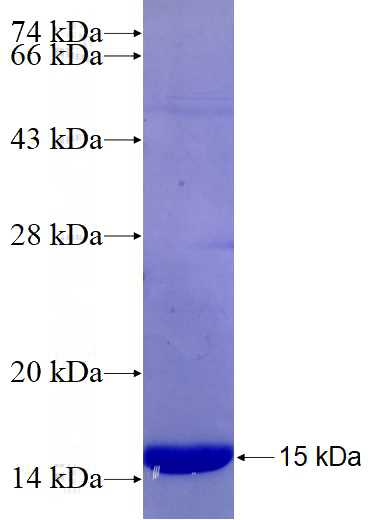 Recombinant Human NUPR1 SDS-PAGE