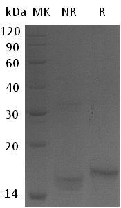 Mouse Kitlg/Kitl/Mgf/Sl/Slf recombinant protein