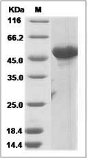 Human ATL3 / Atlastin GTPase 3 Protein (His Tag) SDS-PAGE