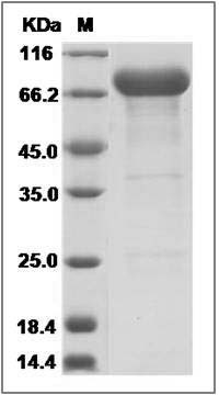 Mouse Alpha 1 Antitrypsin / SerpinA1a Protein (Fc Tag) SDS-PAGE
