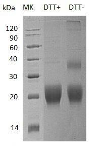 Human CTLA4/CD152 (His tag) recombinant protein