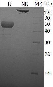 Mouse Ctla4/Cd152 (Fc tag) recombinant protein