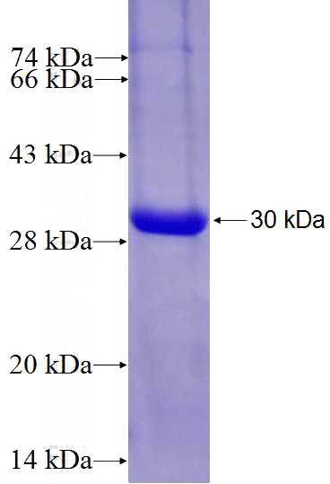 Recombinant Human C4orf41 SDS-PAGE