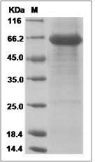 Human TMEFF1 / Tomoregulin-1 Protein (Fc Tag)